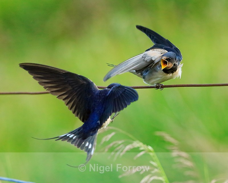 Swallow about to feed juvenile, Scotland - Swallow
