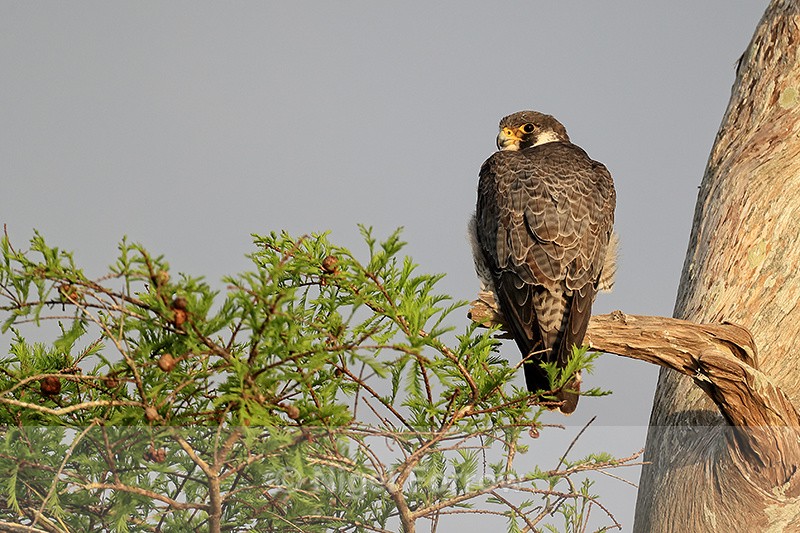 Peregrine Falcon, Middleton's Fish Camp, Blue Cypress Lake, Florida - Peregrine Falcon