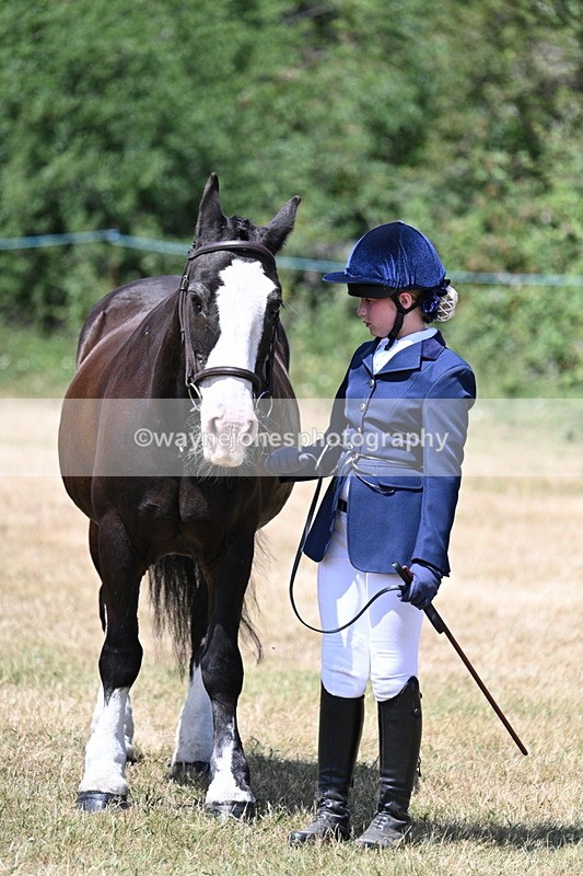 WJ7_2203 - Class 5 Most Handsome Gelding (up to 14.2hh) in hand