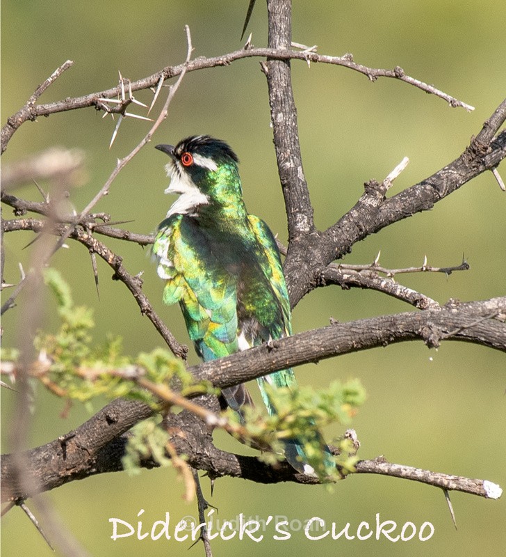  - South Africa Birds and Mammals