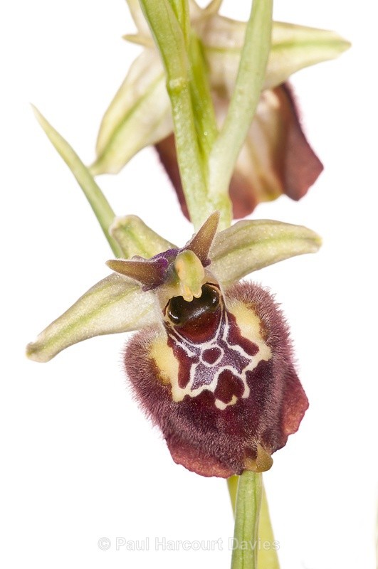  - WB: Orchids - Ophrys