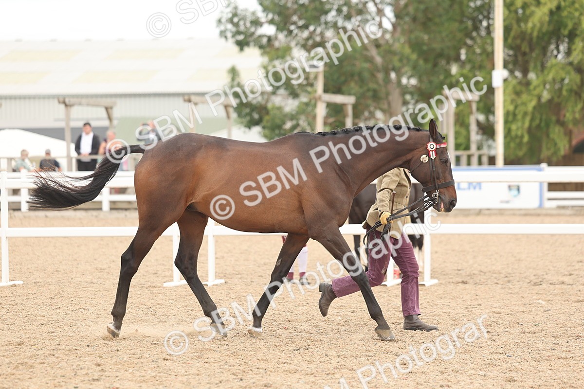 SBM_17058 - Class 313 - IH Retired Racehorse