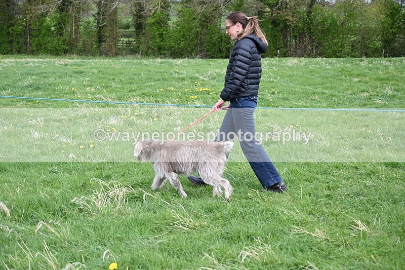 WJ6_8069 - Class 2 Best Pedigree