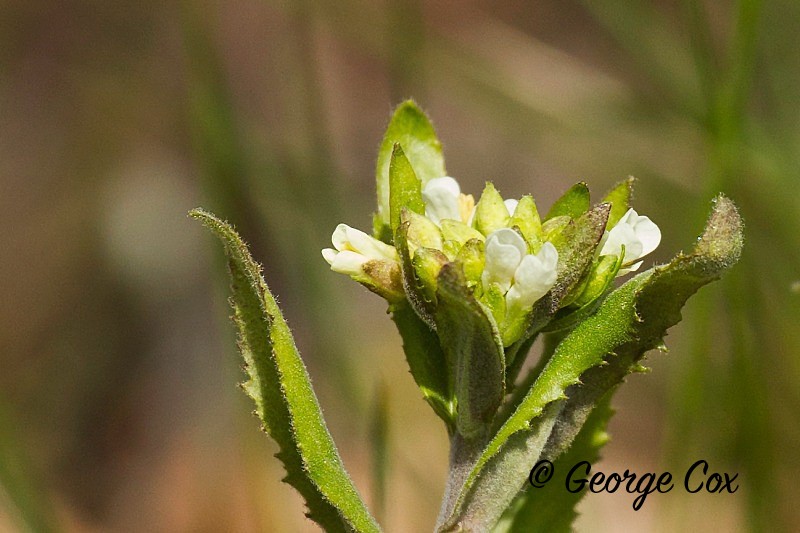 Tower Rock-Cress - Pseudoturritis turita - Vercors Flowers