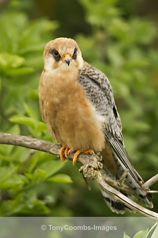 Red-footed Falcon  (f) - Well Hide & Falcon Tower Hide