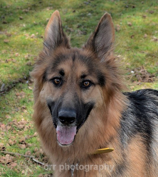 Maya - Dogs