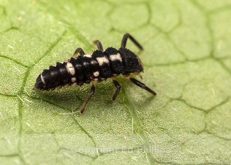 14-Spot Ladybird Larva - Propylea quattuordecimpunctata (14-spot Ladybird)