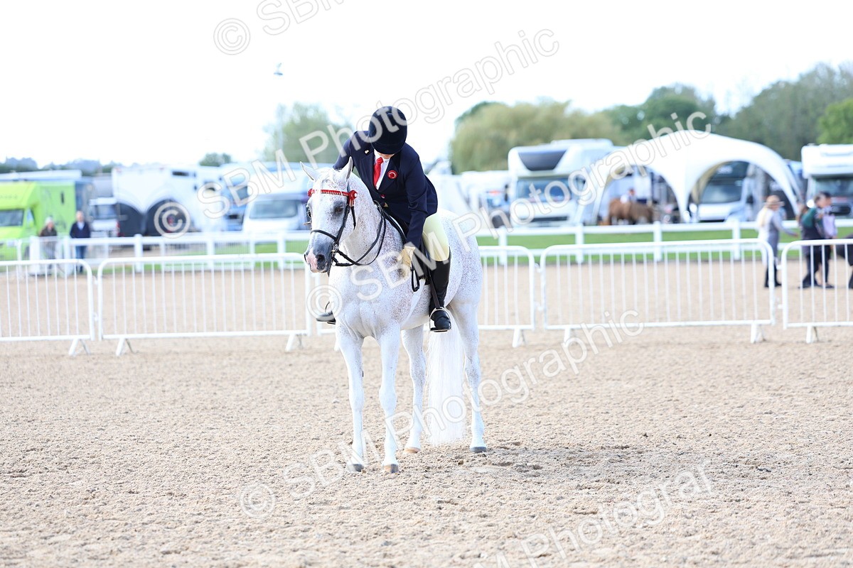 SBM_09139 - Class 303 - Ridden Pure Bred Horse Pony