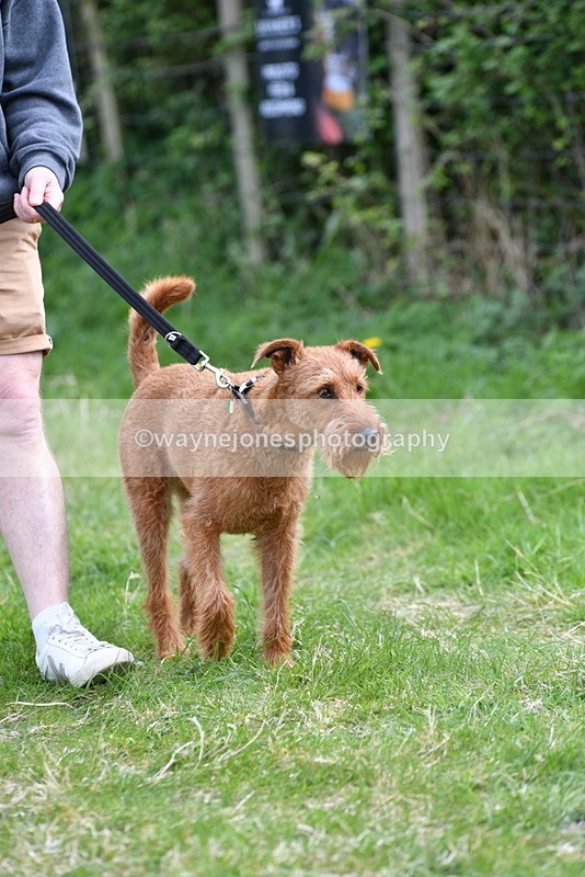 WJ5_9500 - Class 3 Most Handsome Dog