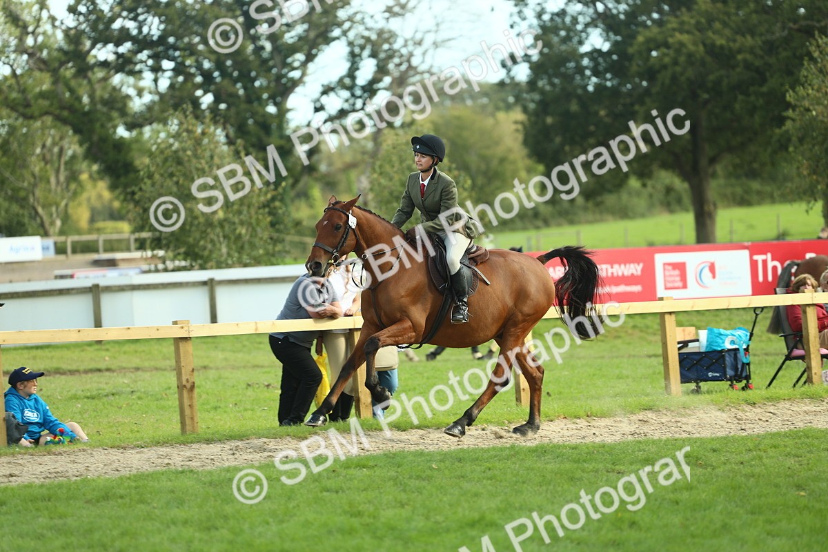 SBM_50702 - S33 - Working Hunter & Working Show Horse