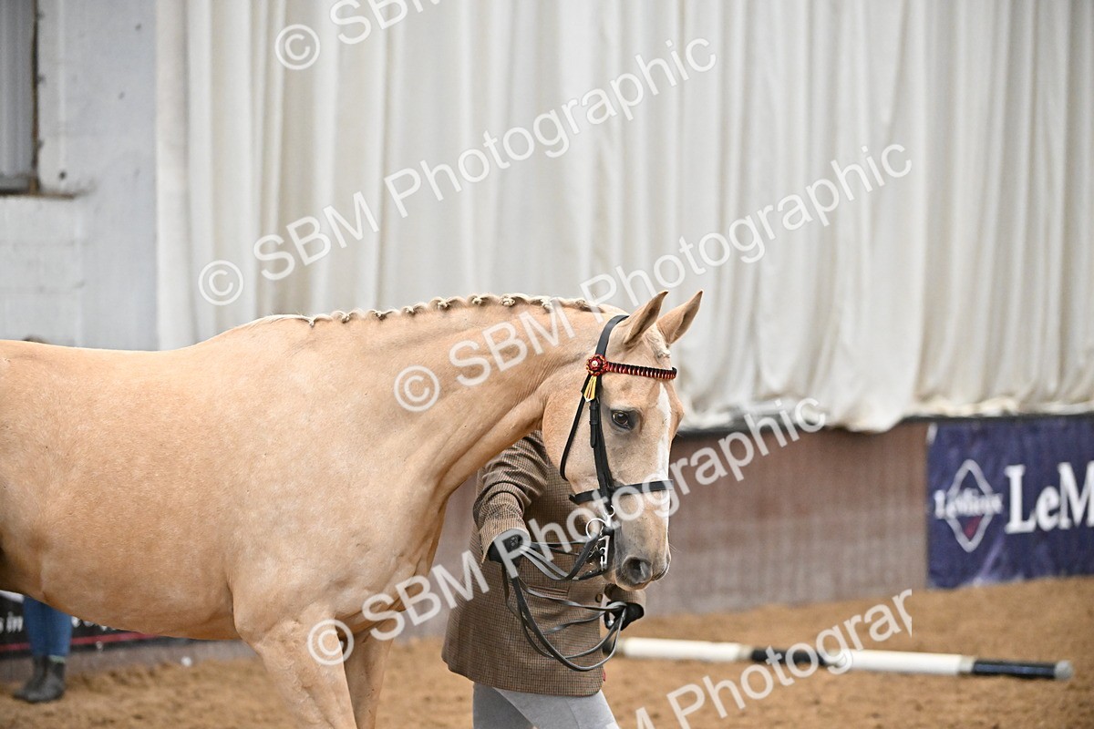 EB7_8392 - Class 3 - In Hand Foreign Breeds & Warmbloods