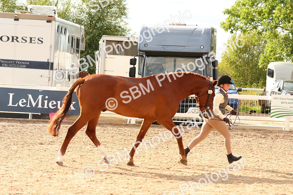 SBM_18353 - Class 318 - IH Part Bred Horse Pony