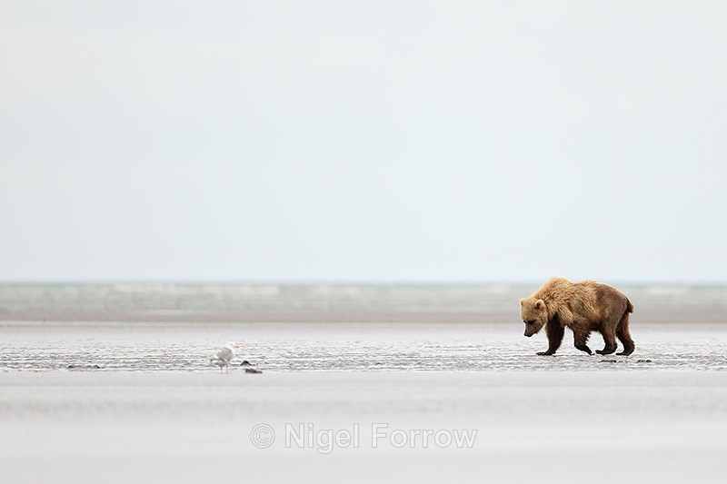 Brown Bear searching for clams at low tide, Silver Salmon Creek - Brown Bear