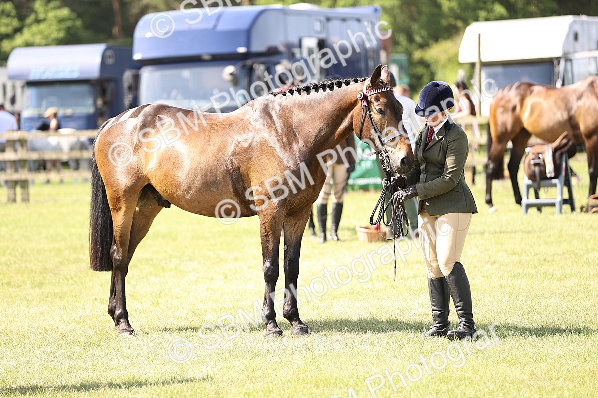 SBM_13028 - Class 75-76 LIHS BSHA Rising Star Hack Riding Horse