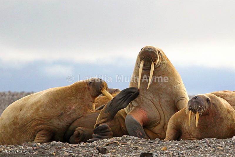 IMG_1888 Svalbard - Marine wildlife