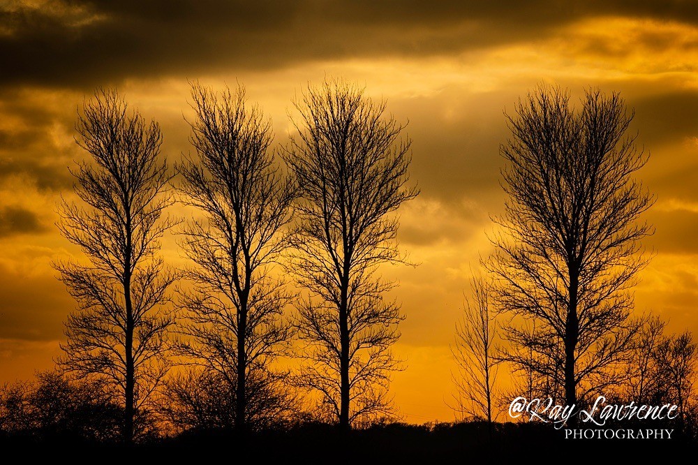 RLP_4815-195 - Close to Home