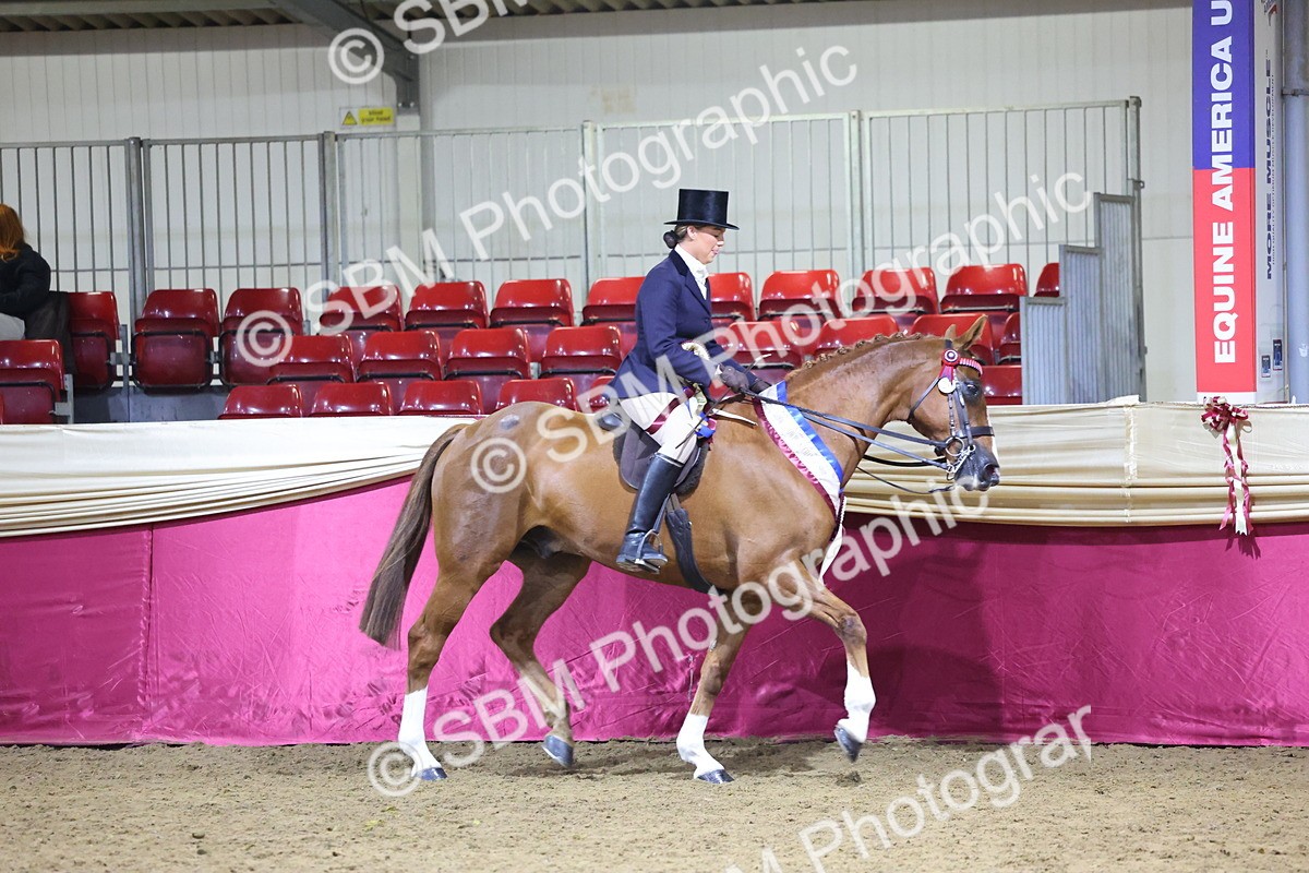 0B8A4498 - Class O Ridden Show Horse Champ