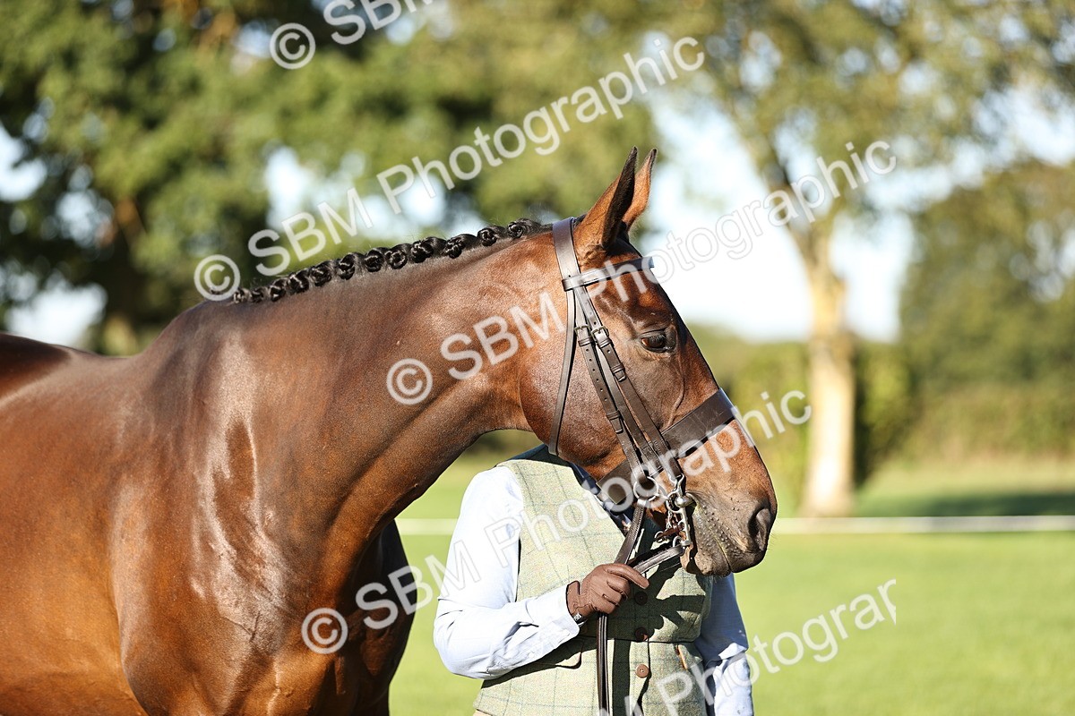 SBM_15754 - S1 - TSR in Hand Horse & Pony Showing