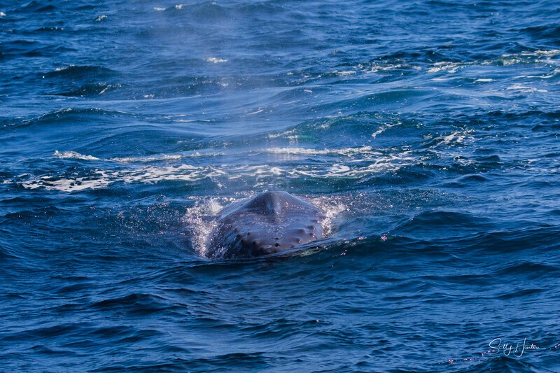Labour humpback 2 - Humpback Whales
