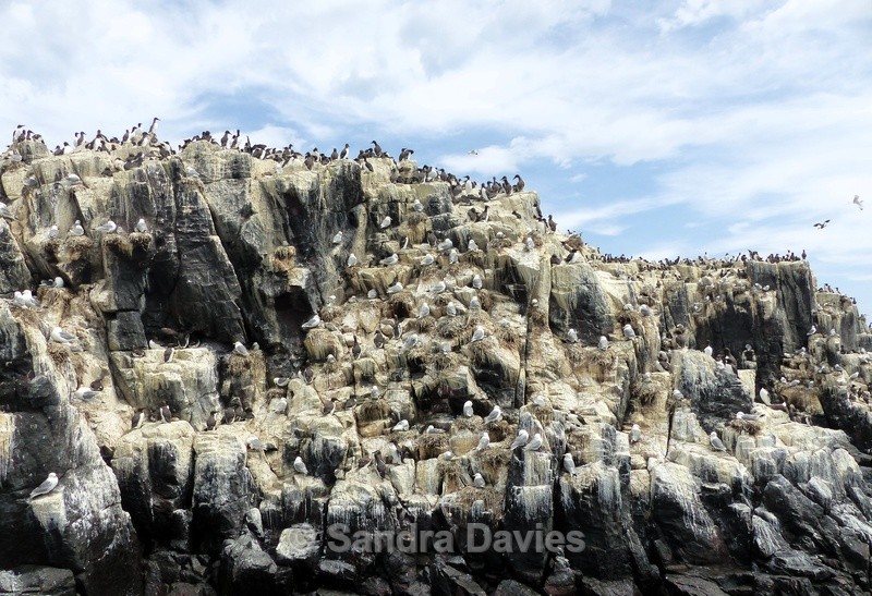 Nesting sea birds - Farne Islands, Northumberland - Wildlife & People