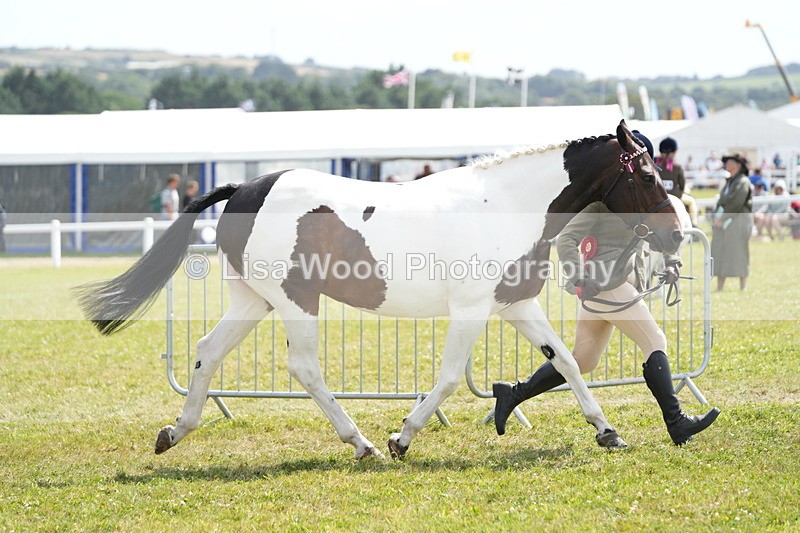 DSC07189 - Coloured Horse In Hand Championship