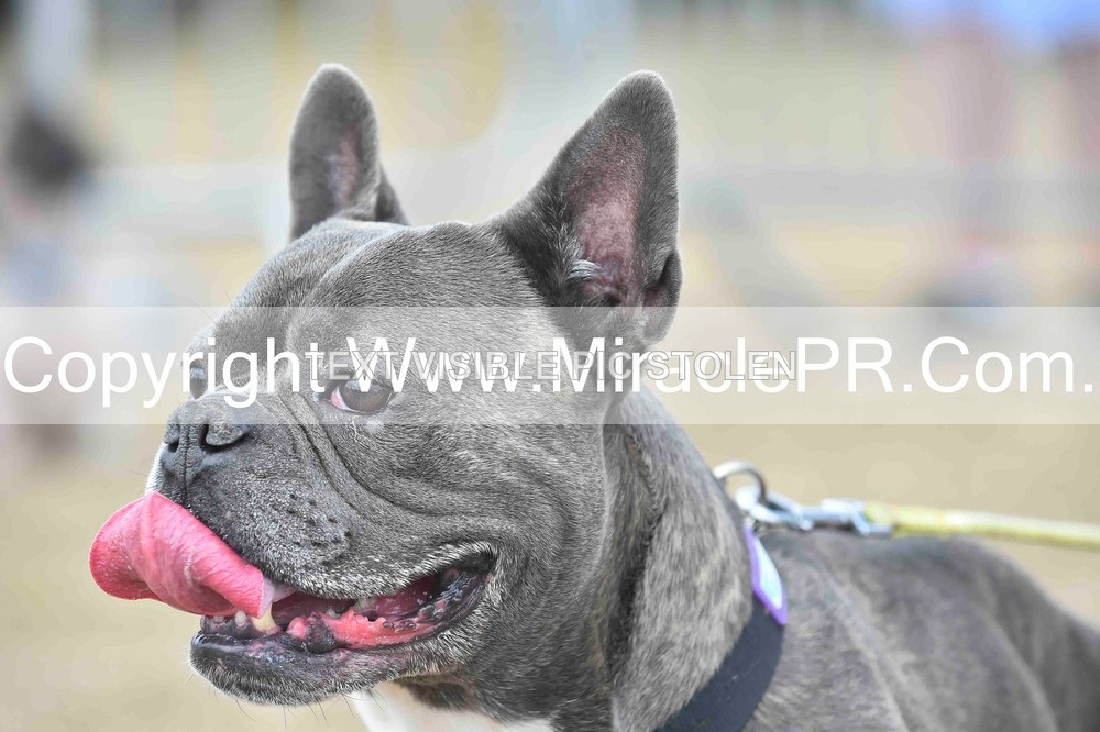 SH4_0146 - Dog show.