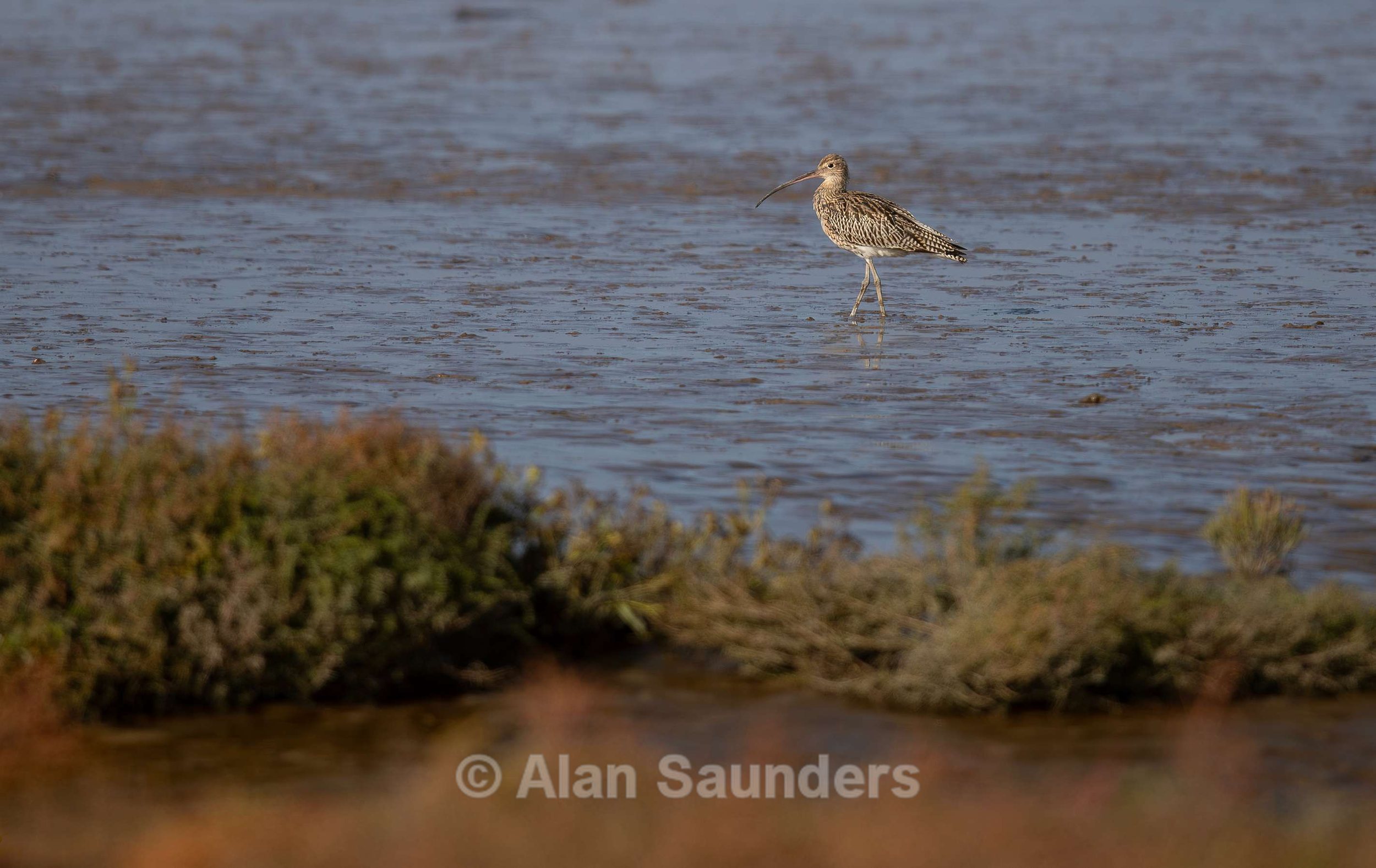 Eurasian Curlew 56