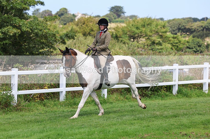 3E7A8695 - Class 5: Working Show Horse