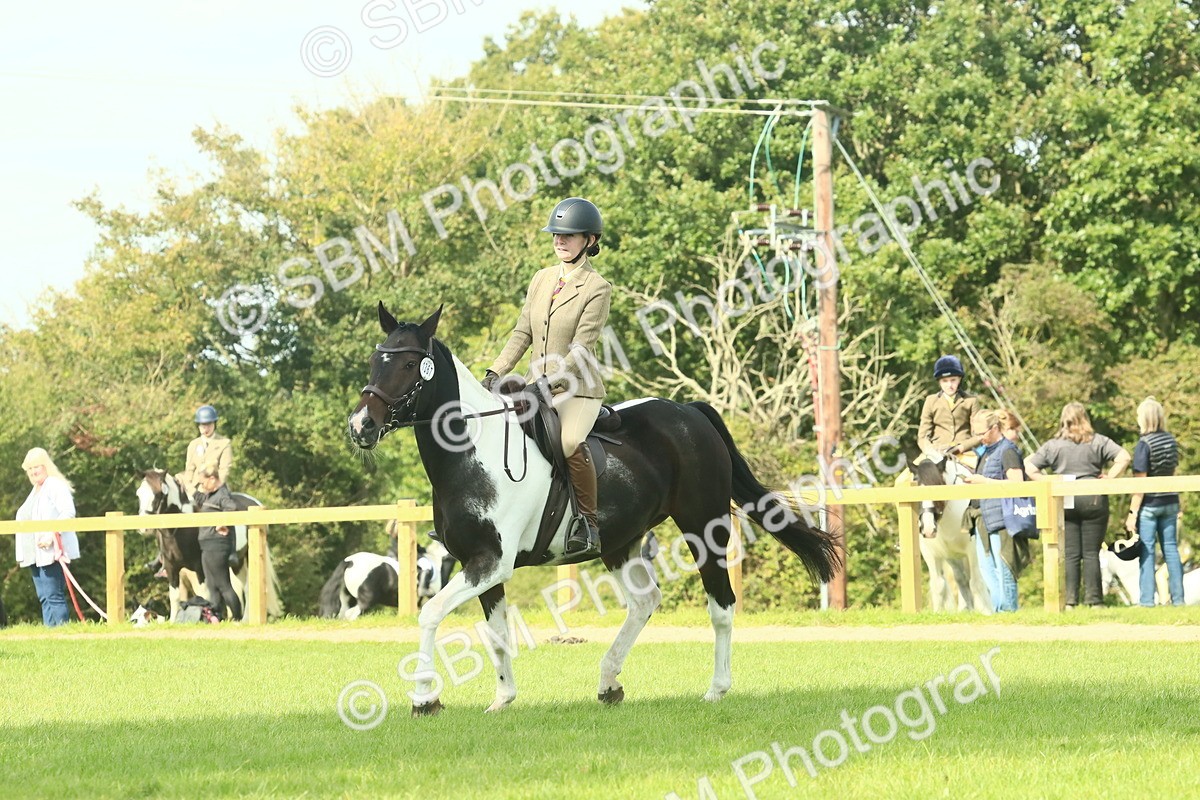 SBM_66524 - S34 - Rehabilitated Rescue Horse & Pony In Hand & Ridden