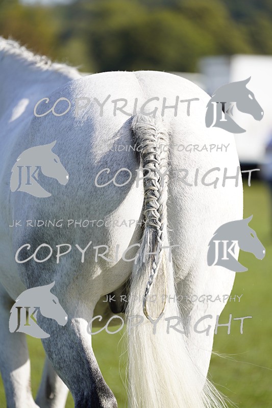 _DSC9533 - Class 8 & 17 Ridden Hunter & Ridden Hunter Pony