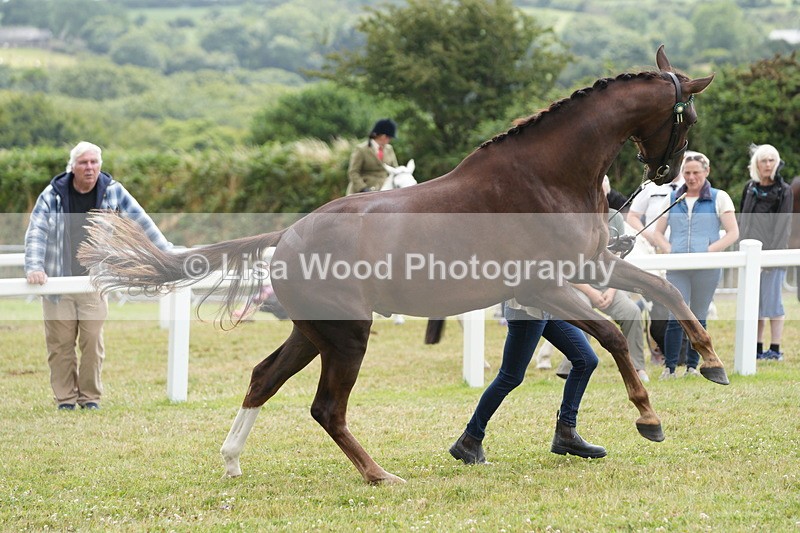 DSC06142 - Class 54: Hunter/Riding Horse/Hack 1 & 2 yr olds