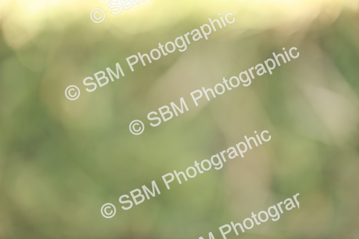 SBM_018074 - Class 15 - Prelim 6