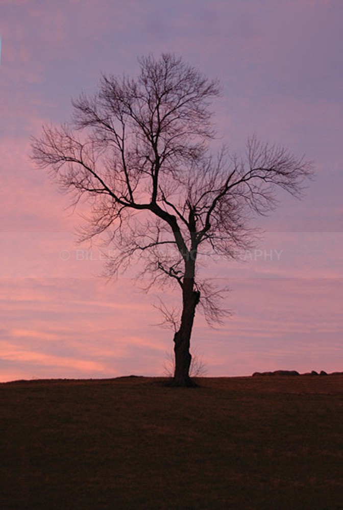 TheTree2007Layer140014 - Trees