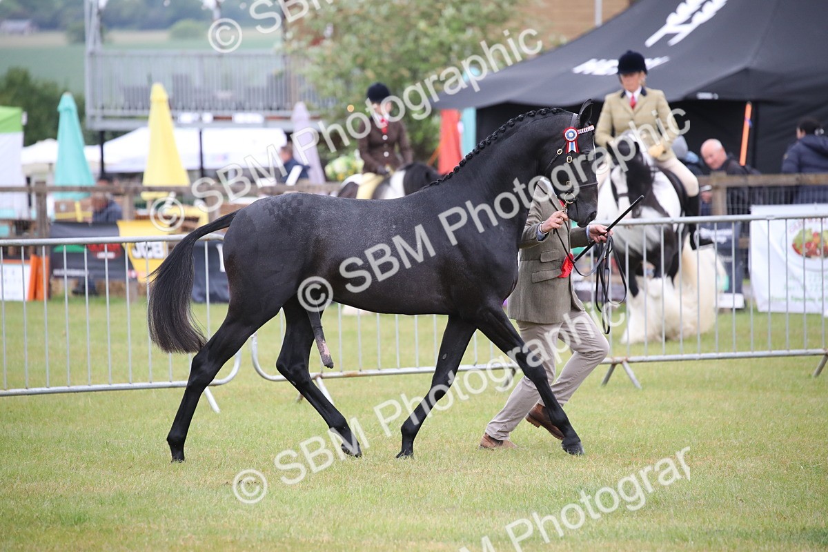 SBM_00207 - Class 17-20 - Arab & Part Bred - Anglo Arab In Hand