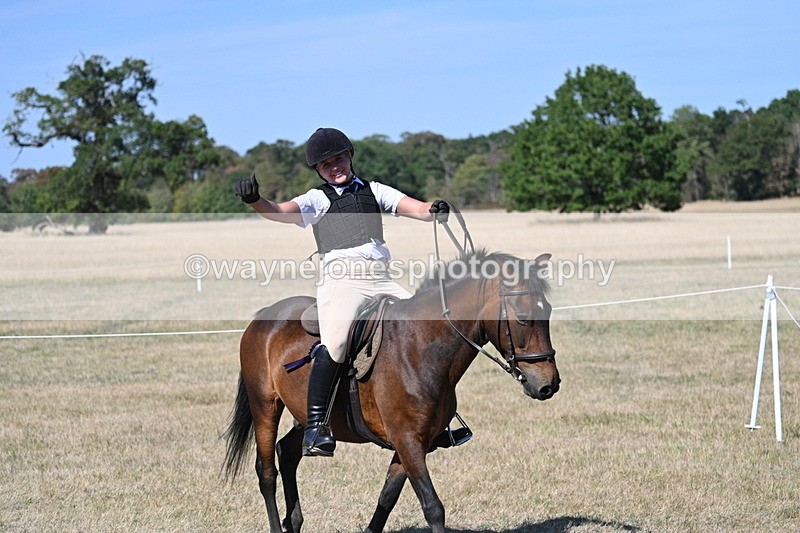 WJ7_1766 - Class 42 Most Handsome Gelding