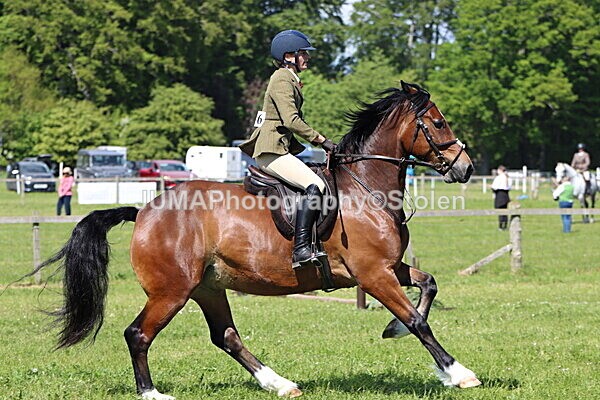 IMG_4228 - Working Hunter