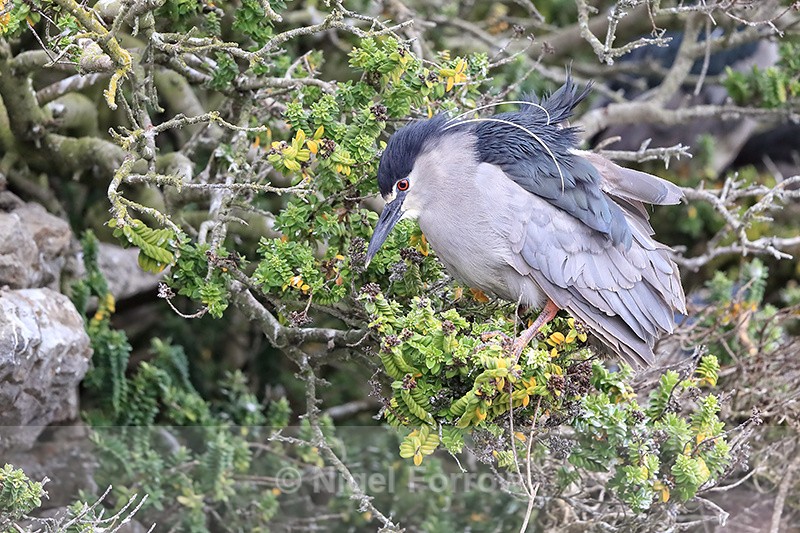 Black-crowned Night-Heron, Carcass Island, Falklands - Black-crowned Night-Heron