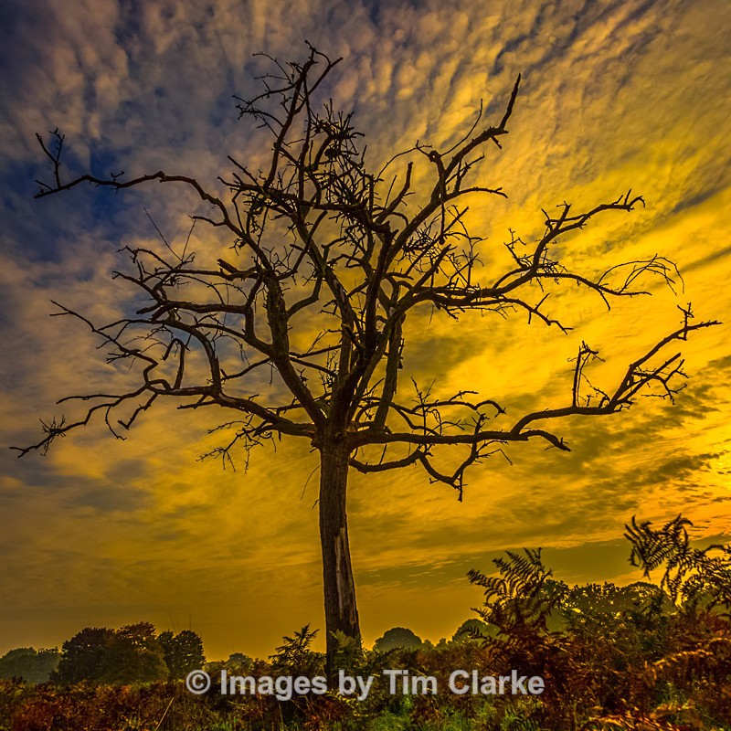 Tree at Dawn Bushy Park 134332422 - Landscapes