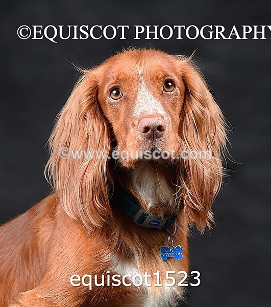 equiscot1523 - COOPER
