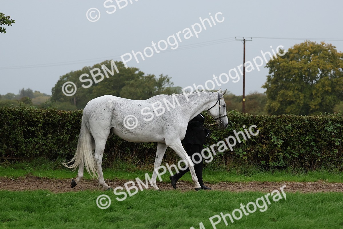 SBM_35260 - S10 - Best In Hand Horse & Pony