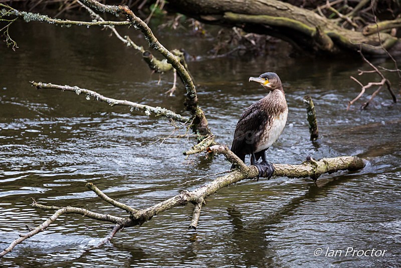Cormorant Watching over River Lagan - Nature