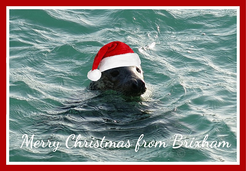 Sold out XM020 - Festive Seal at Breakwater Beach Brixham - XMAS CARDS  Brixham