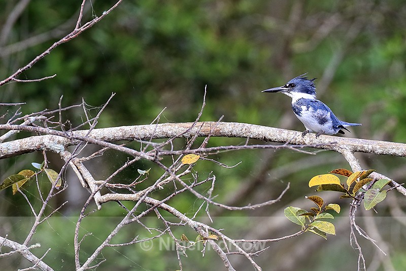 Belted Kingfisher (male) perched, Blue Cypress Lake, Florida - Belted Kingfisher