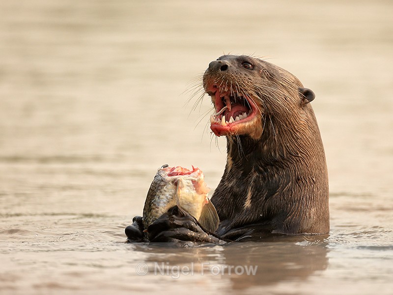 Giant Otter feeding on fish, Rio Sao Lourenco, Mato Grosso, Brazil - Otter
