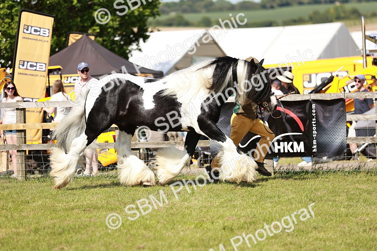 SBM_08784 - Class 63-65 - Traditional Gypsy Cobs In Hand & Ridden