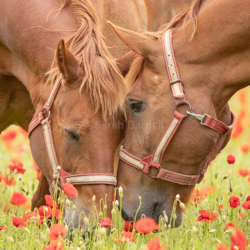 Suffolks in Poppies SD2561 - Greeting Cards