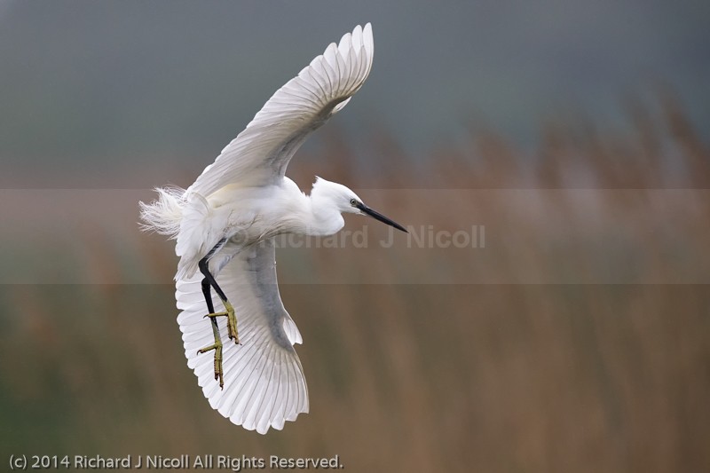 Little Egret (Egretta garzetta) landing - Little Egret (Egretta garzetta)