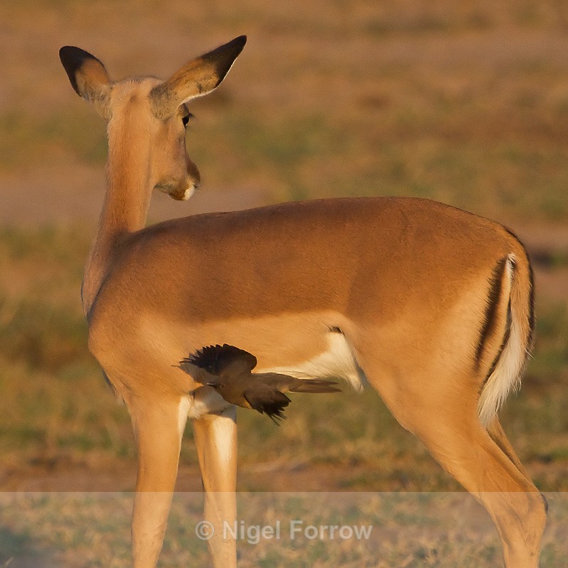 Red-billed Oxpecker (juvenile) takes off from an Impala - Red-billed Oxpecker