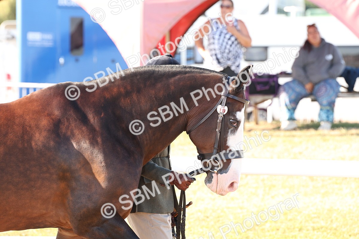 SBM_10755 - Class 201 - Best Turned Out - IH