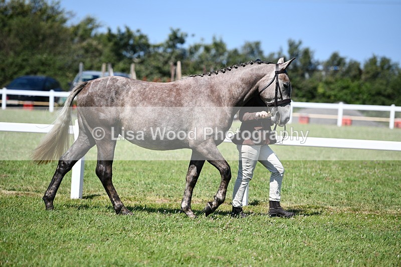 DSC_6713 - Class 57: Hunter/Riding Horse/Hack 1, 2 & 3 yr olds